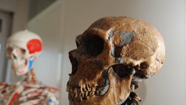 neandertals portada