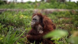 L'oli de palma és l'oli més venut i consumit en tot el món i els orangutans pateixen les seves conseqüències.