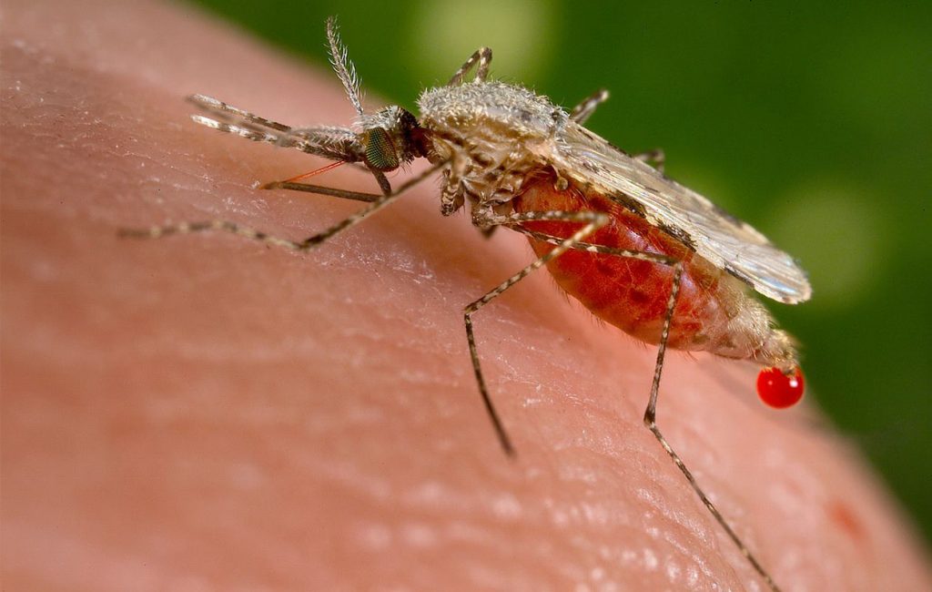 Mosquit portador malària