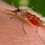 Mosquit portador malària