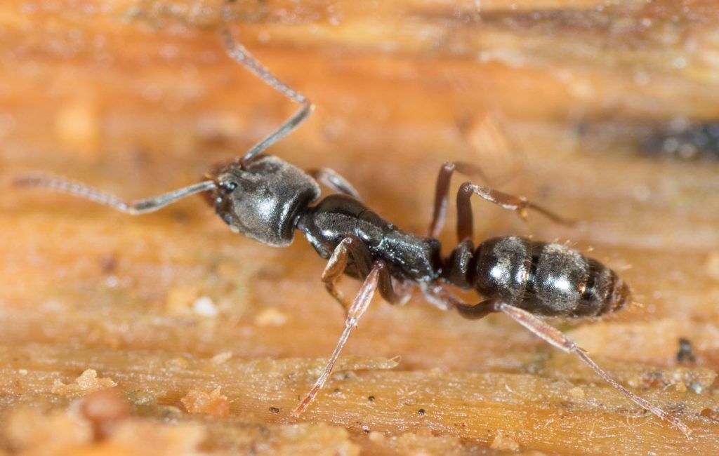 Formiga agulla asiàtica