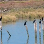 L'ecosistema de Doñana, la reserva ecològica més gran d'Europa, està en perill pel canvi climàtic (Alexwing/WikiCommons)