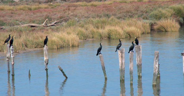 L'ecosistema de Doñana, la reserva ecològica més gran d'Europa, està en perill pel canvi climàtic (Alexwing/WikiCommons)