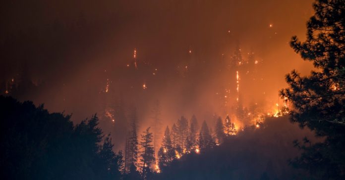 El foc destrueix boscos i ecosistemes i suposa un risc per al planeta (Matt Howard/Unsplash)