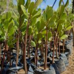 L'any 2017 ja es va fer a Kenya una plantació massiva d'arbres. A la foto, uns manglars llestos per ser plantats (Flickr/ GRID Arendal)