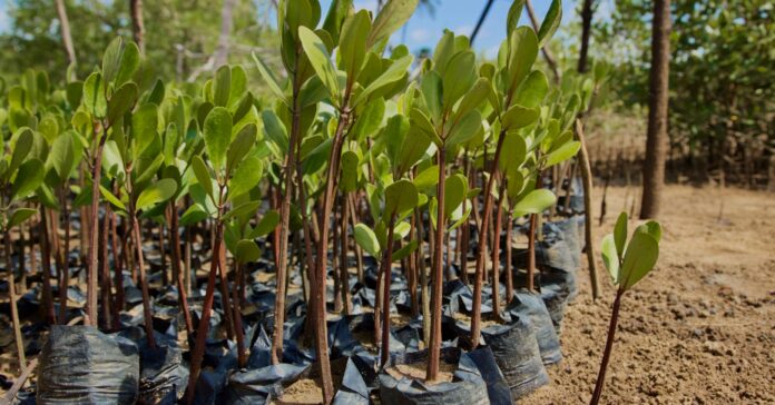 L'any 2017 ja es va fer a Kenya una plantació massiva d'arbres. A la foto, uns manglars llestos per ser plantats (Flickr/ GRID Arendal)
