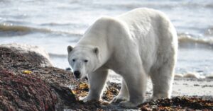 Els óssos polars estan perdent entre el 4% i l'11% de la seva massa corporal (Jason Hillier/ Unsplash)