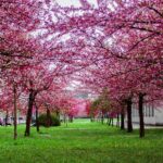 La primavera es relaciona amb la vitalitat, l'optimisme i la floració (Pexels)