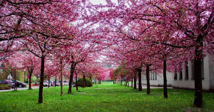 La primavera es relaciona amb la vitalitat, l'optimisme i la floració (Pexels)