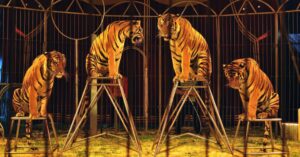 La presència de tigres i altres animals al circ ha quedat definitivament prohïbida (DirkJan Ranzijn/Flickr)