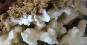Pachyseris rugosa, afectada per blanqueig de corall. Illa Lizard, Austràlia (Ryan McMinds/Wikicommons)