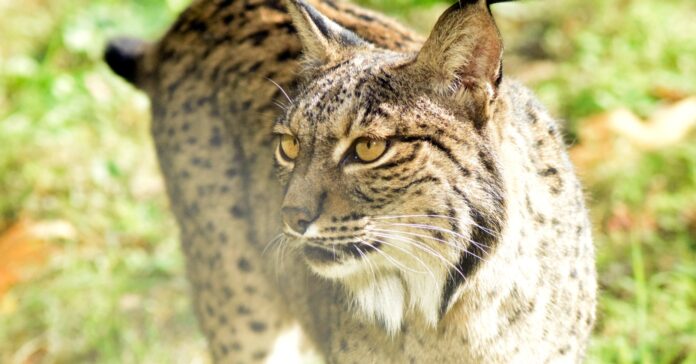 Exemplar de linx ibèric (AR ® Escuela Superior de Medio Ambiente)