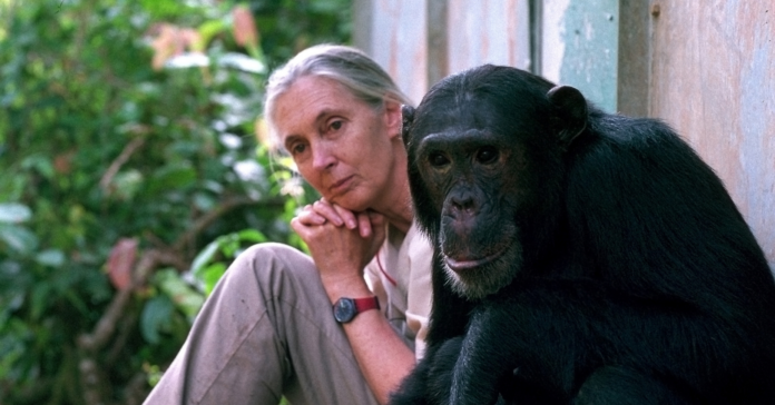 Les recerques de Jane Goodall van permetre descobrir que els ximpanzés poden fabricar eines i utilitzar-les com els humans/Michael Neugebauer-Jane Goodall Institute