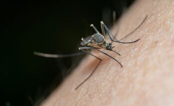 La calor afavoreix la proliferació de mosquits (Jimmy Chan / Pexels)