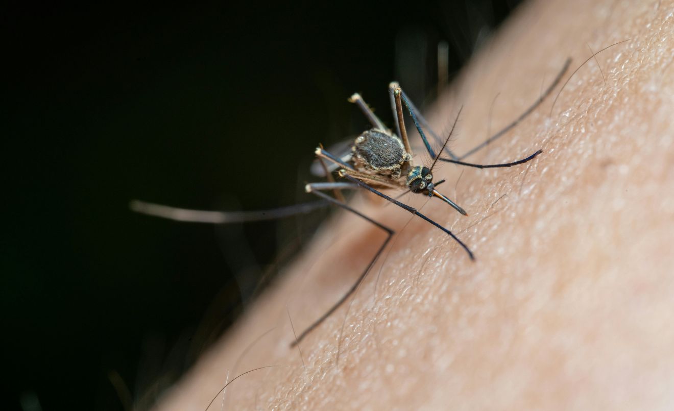 La calor afavoreix la proliferació de mosquits (Jimmy Chan / Pexels)