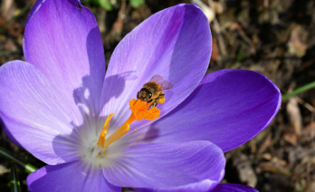 Durant la primavera, els insectes són els principals responsables de la pol·linització de les plantes/Pexels