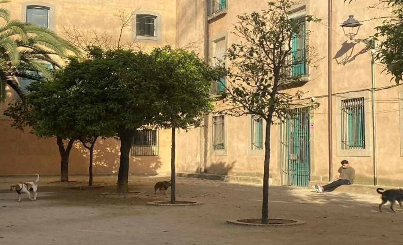 Gossos al pati dels tarongers (foto/ Johndev)